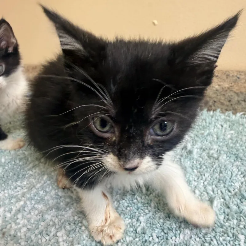 A baby small-sized male Black Domestic Short Hair cat named Bazzi for adoption in Corinth, MS