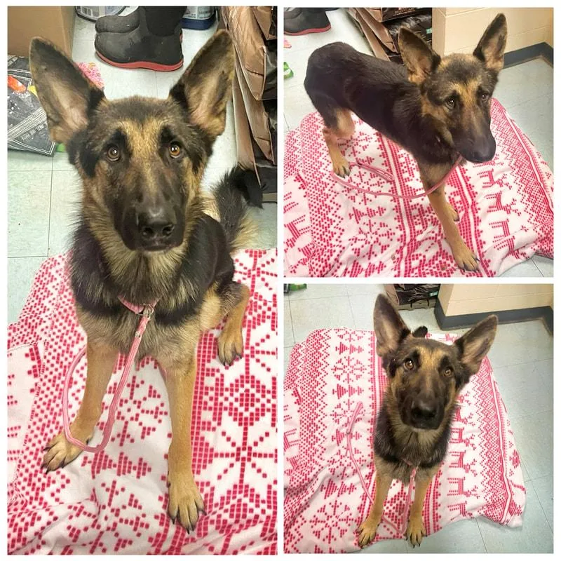 An adult large-sized male German Shepherd Dog dog named Gunther for adoption in Dublin, VA