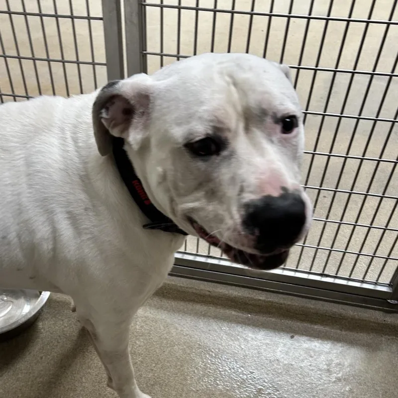 An adult large-sized male White / Cream Pit Bull Terrier dog named Jon Snow for adoption in Kansas City, KS