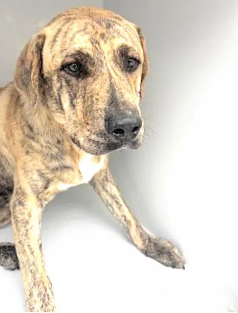 An adult large-sized male Plott Hound dog named A for adoption in Houston, TX