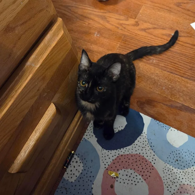 A baby small-sized female Tortoiseshell Domestic Short Hair cat named Bastet for adoption in Inver Grove Heights, MN