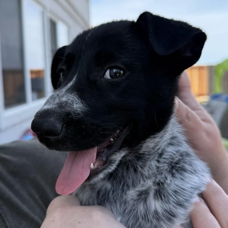 A baby medium-sized female Black Cattle Dog dog named Muffin for adoption in Brentwood, CA