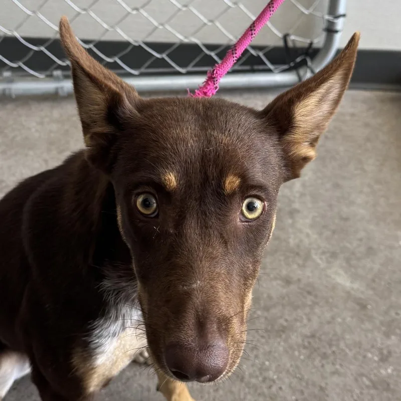 A young medium-sized female Mixed Breed dog named Pebbles for adoption in Las Cruces, NM