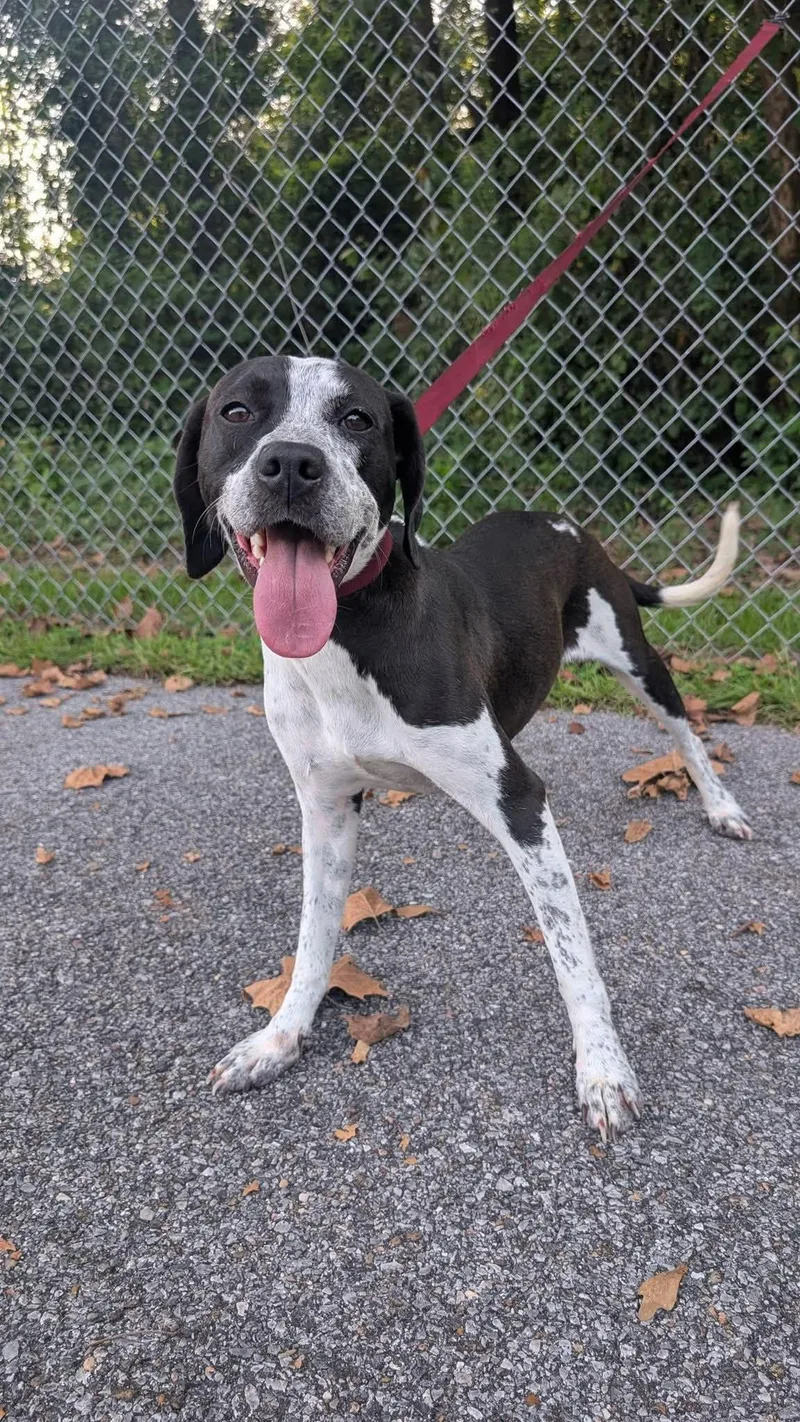 A young medium-sized female Harlequin Mixed Breed dog named Sheba for adoption in Marion, MS