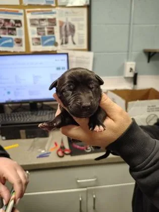 A baby small-sized female Terrier dog named Grey Band for adoption in Gastonia, NC