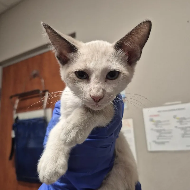 A baby small-sized male Cream / Ivory Domestic Short Hair cat named Dallas for adoption in Yuma, AZ