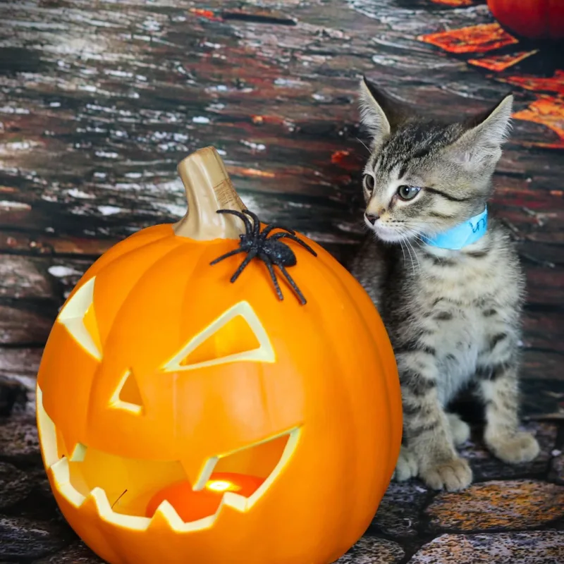 A baby small-sized female Domestic Short Hair cat named Mulligan for adoption in Lapeer, MI