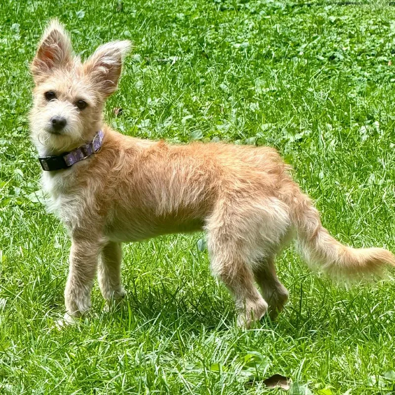 Libby