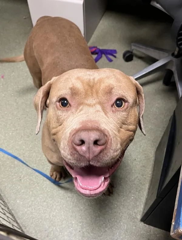 A young large-sized male American Bully dog named Jabarkus for adoption in Vancouver, WA