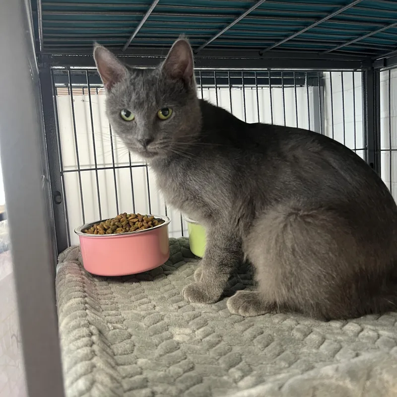 A young small-sized female Domestic Short Hair cat named Esper for adoption in Altoona, PA