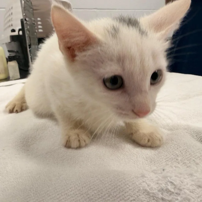 A baby small-sized male White Domestic Short Hair cat named Ghoul for adoption in West Palm Beach, FL