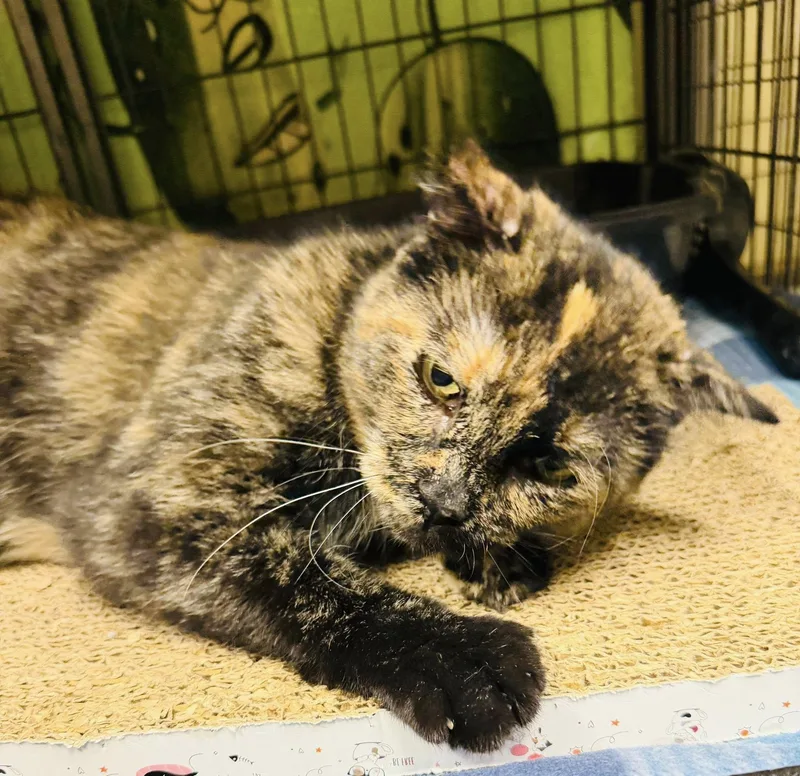 Grandma Rose thumbnail 2