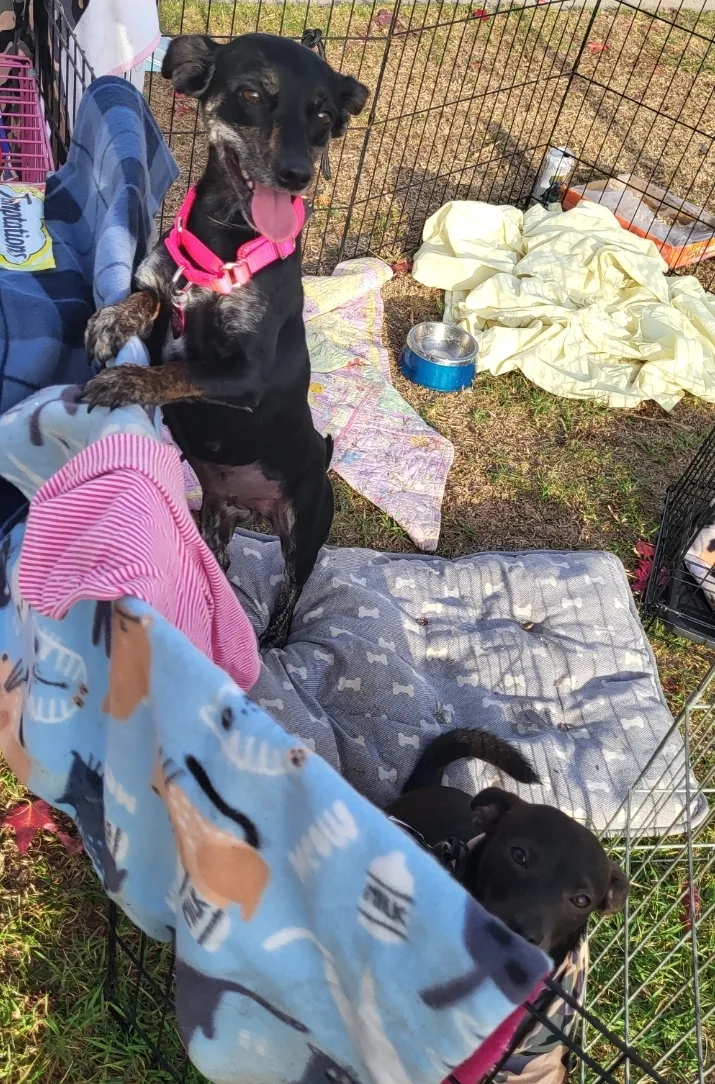 A young small-sized female Chiweenie dog named Chocoláte Chiweenie for adoption in Manhattan Beach, CA