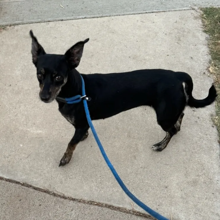 Chocoláte Chiweenie thumbnail 4