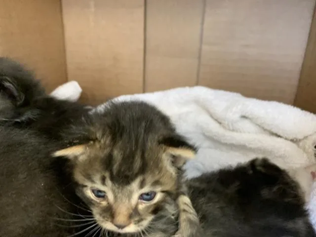 A baby small-sized male Domestic Medium Hair cat named A for adoption in Thousand Palms, CA