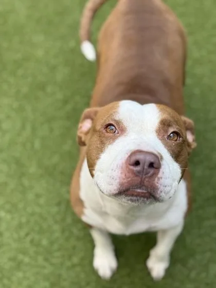 An adult large-sized female Mixed Breed dog named Tiana for adoption in Atlanta, GA