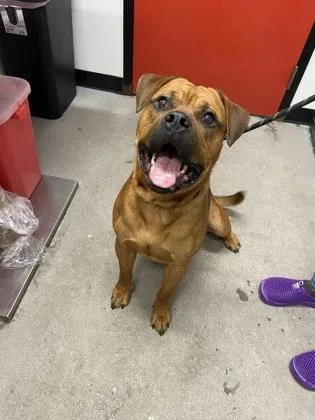 An adult large-sized male Mixed Breed dog named Bruce for adoption in West Chester, PA