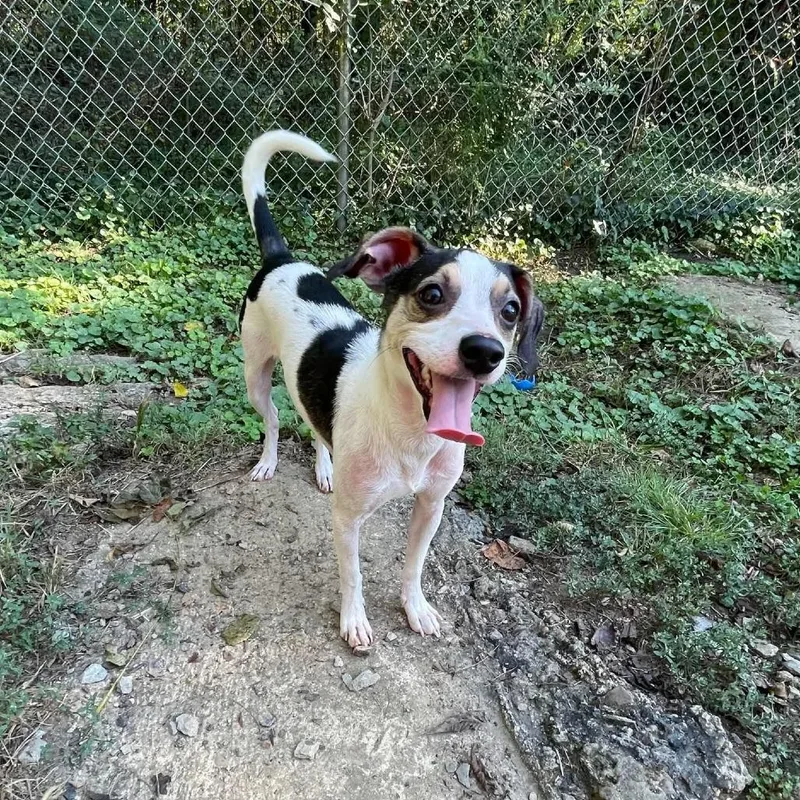 A young small-sized male Beagle dog named Bailey for adoption in Oak Ridge, TN