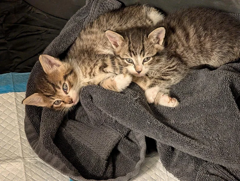A baby medium-sized female Domestic Short Hair cat named Mochi for adoption in Cincinnati, OH