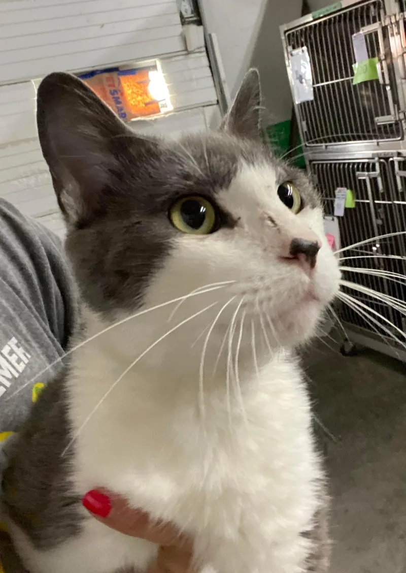 An adult medium-sized male Gray & White Domestic Short Hair cat named Declan for adoption in Grand Rapids, MI