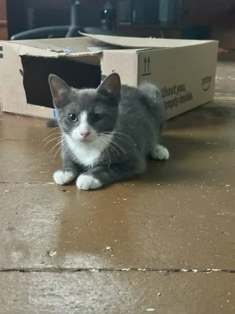 A baby medium-sized female Domestic Short Hair cat named Quint for adoption in Pomona, NY