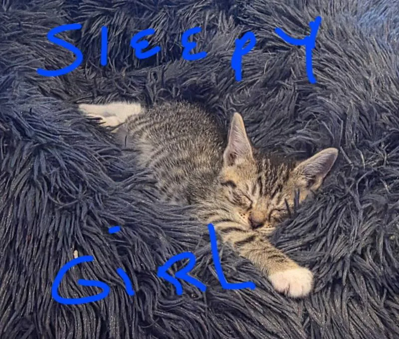 A baby medium-sized female Tabby (Gray / Blue / Silver) Domestic Short Hair cat named Mars for adoption in Philadelphia, PA