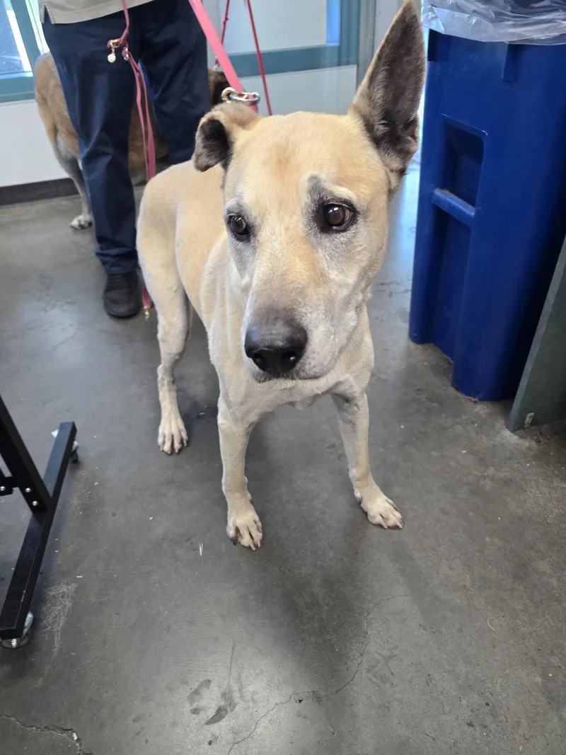 A senior large-sized male Pharaoh Hound dog named Antar for adoption in Chatsworth, CA
