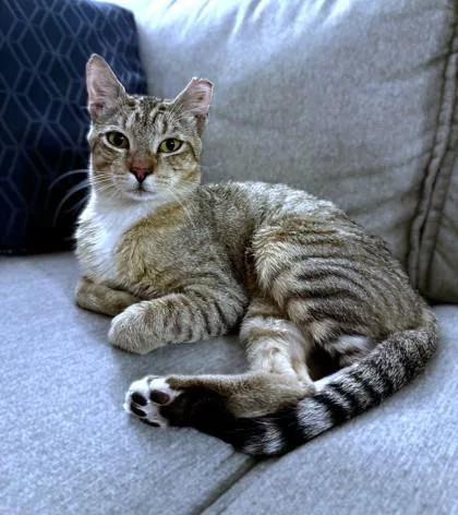 An adult medium-sized male Domestic Short Hair cat named Phlox for adoption in Washington, DC