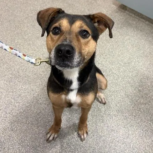 An adult medium-sized male Brown / Chocolate Mixed Breed dog named Mocha for adoption in Jacksonville, FL