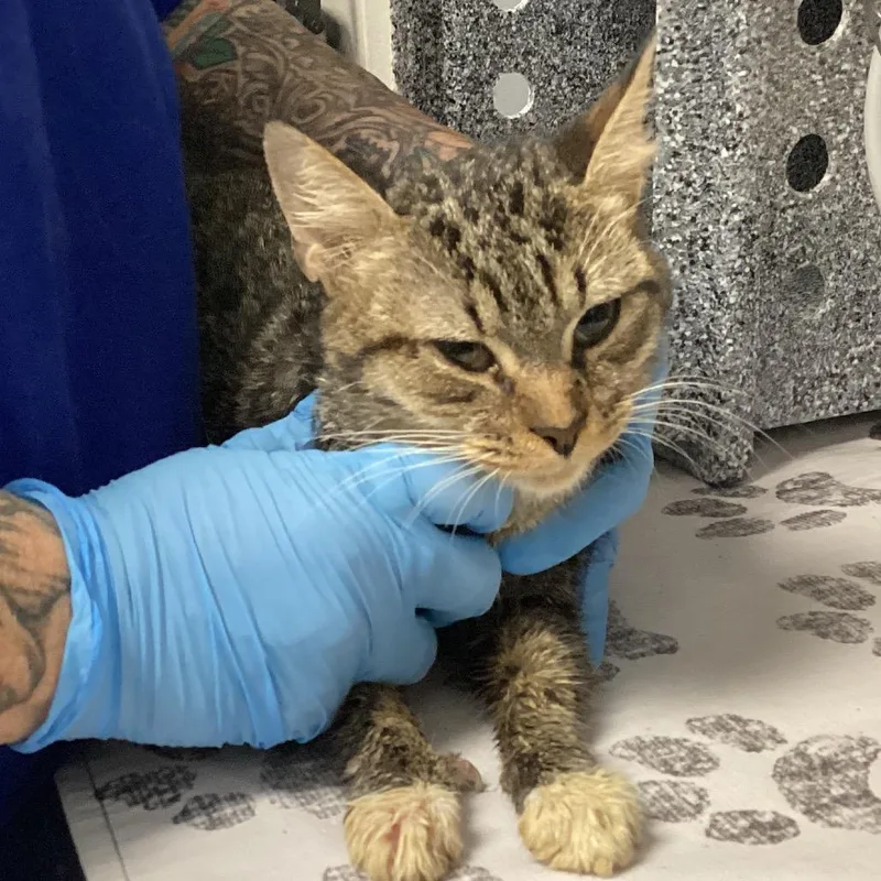 An adult medium-sized female Brown / Chocolate Domestic Short Hair cat named Rainbow for adoption in Greenville, SC