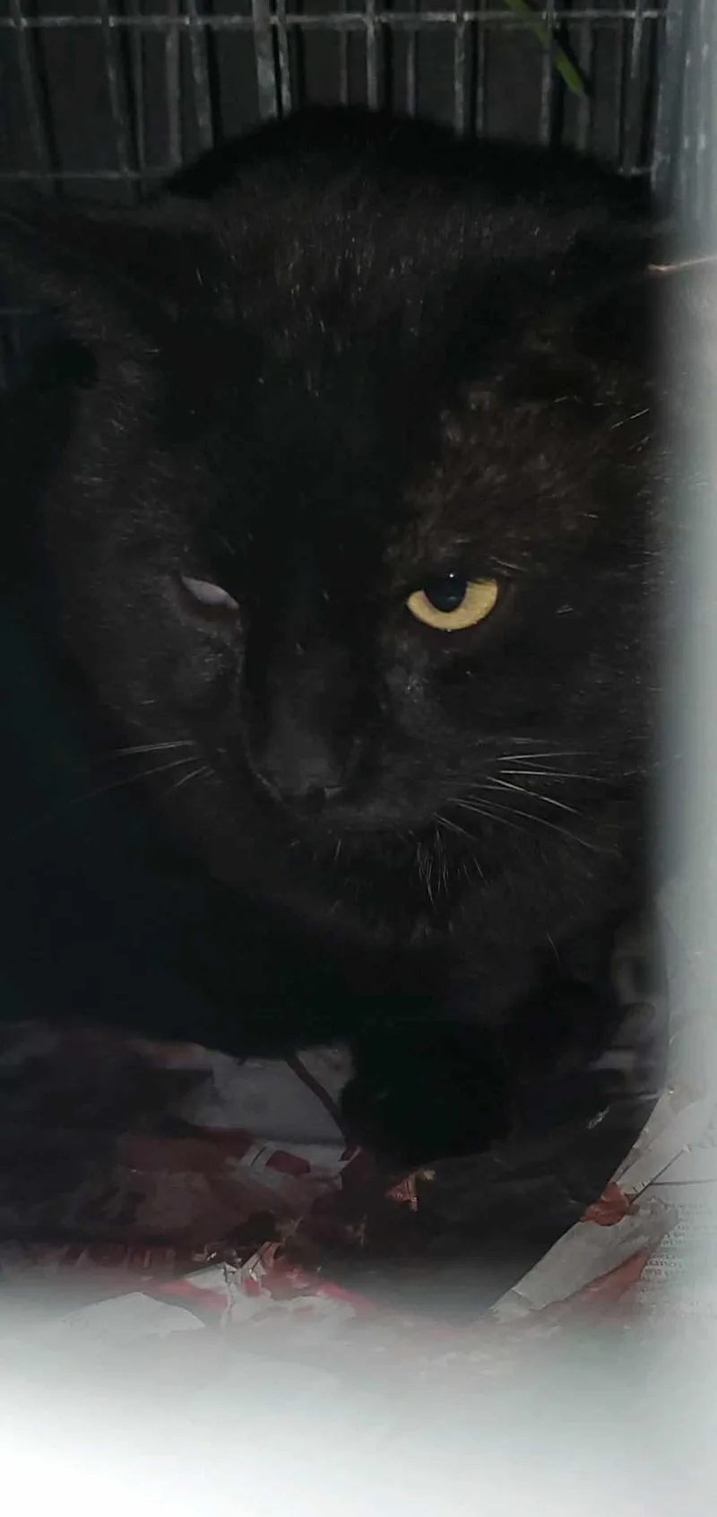 An adult large-sized male Black Bombay cat named Alglaudyx for adoption in HEMET, CA