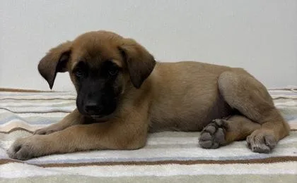 A young medium-sized male Shepherd dog named James for adoption in Phoenix, AZ