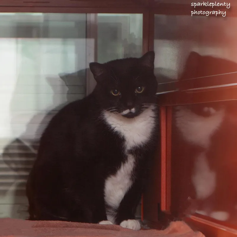 A senior medium-sized male Black & White / Tuxedo Domestic Short Hair cat named Buddy for adoption in Ridgefield, CT