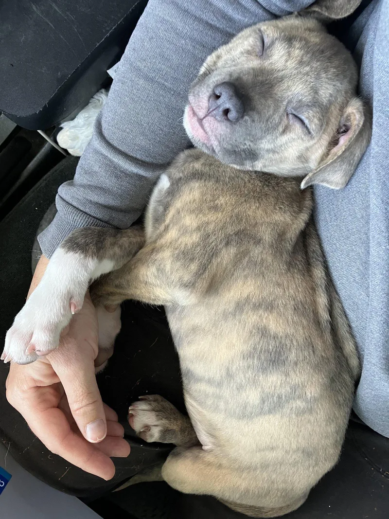 A baby medium-sized male Staffordshire Bull Terrier dog named Zion for adoption in Davis, CA