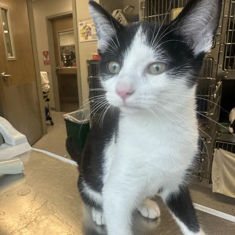 A young medium-sized male Black Domestic Short Hair cat named Harry for adoption in Columbia Station, OH
