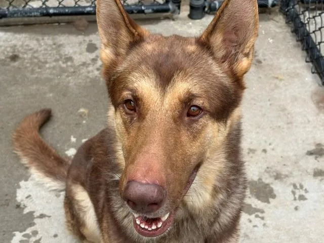 A young large-sized male German Shepherd Dog dog named Baron for adoption in Tulsa, OK