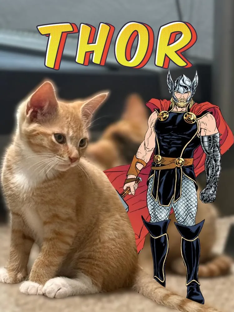 A baby small-sized male Domestic Short Hair cat named Thor for adoption in Ferndale, MI