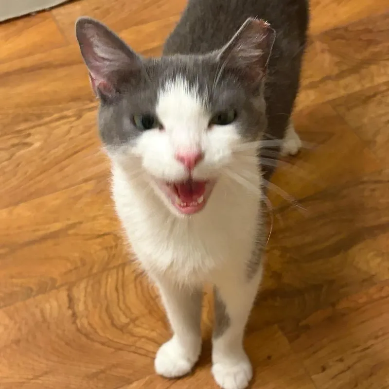 An adult medium-sized female Domestic Short Hair cat named Camille for adoption in Knoxville, TN