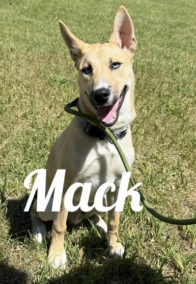 A young medium-sized male Apricot / Beige Husky dog named Mack for adoption in Manistee, MI