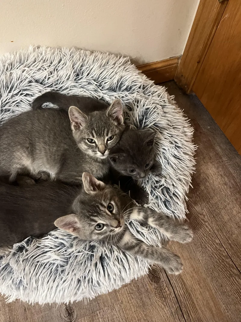 A baby medium-sized male Tabby (Gray / Blue / Silver) Domestic Short Hair cat named Freddie and Timmy for adoption in Farmington, MN