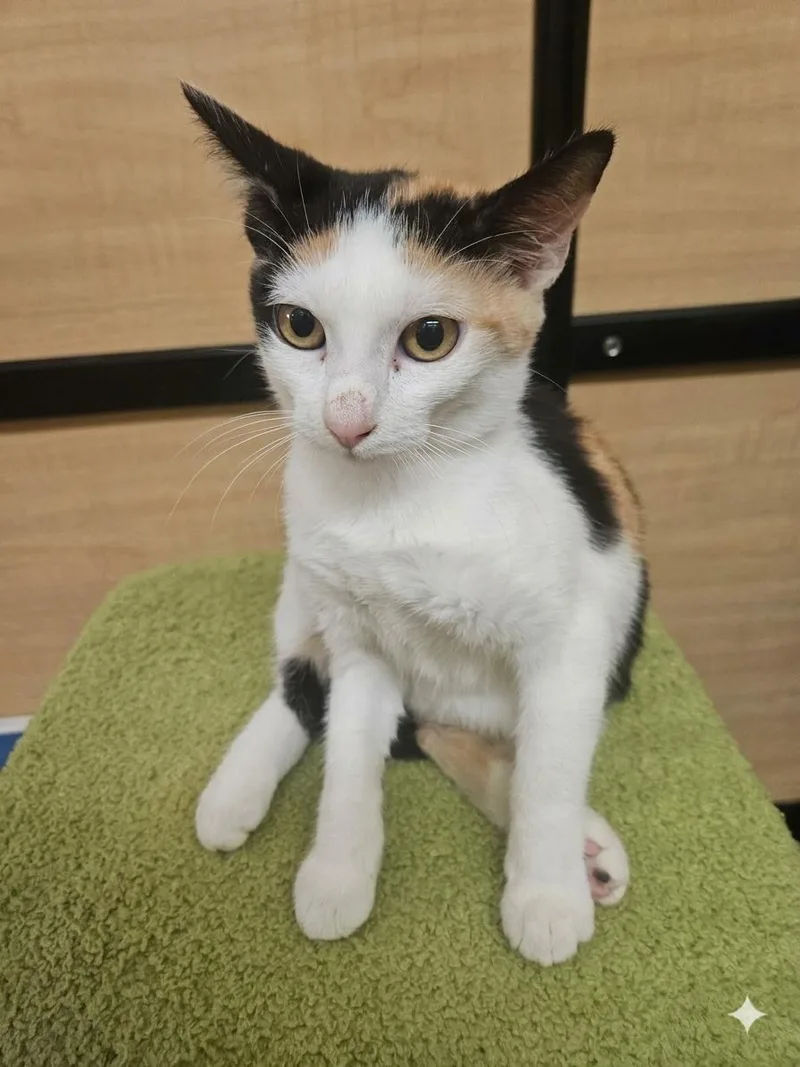 A baby medium-sized female Calico Domestic Short Hair cat named Rain Storm for adoption in SCOTTSDALE, AZ