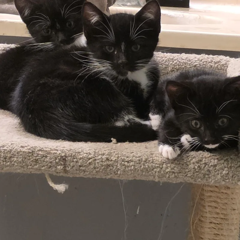 A baby medium-sized male Black & White / Tuxedo Domestic Short Hair cat named Fidget for adoption in Mission Viejo, CA