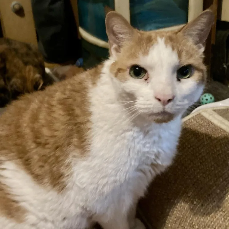 Chipotle thumbnail 2