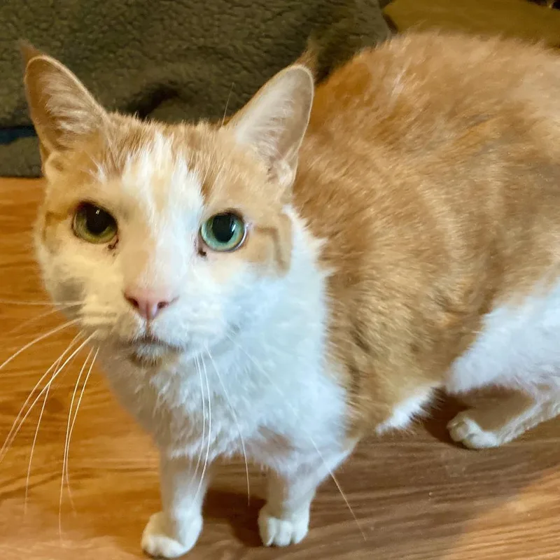 Chipotle thumbnail 3