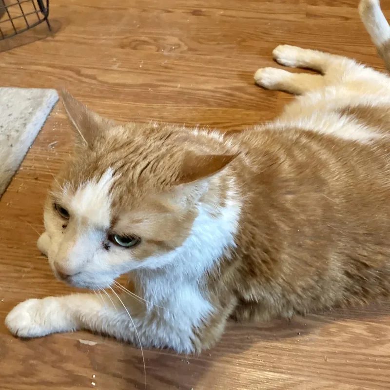 Chipotle thumbnail 4