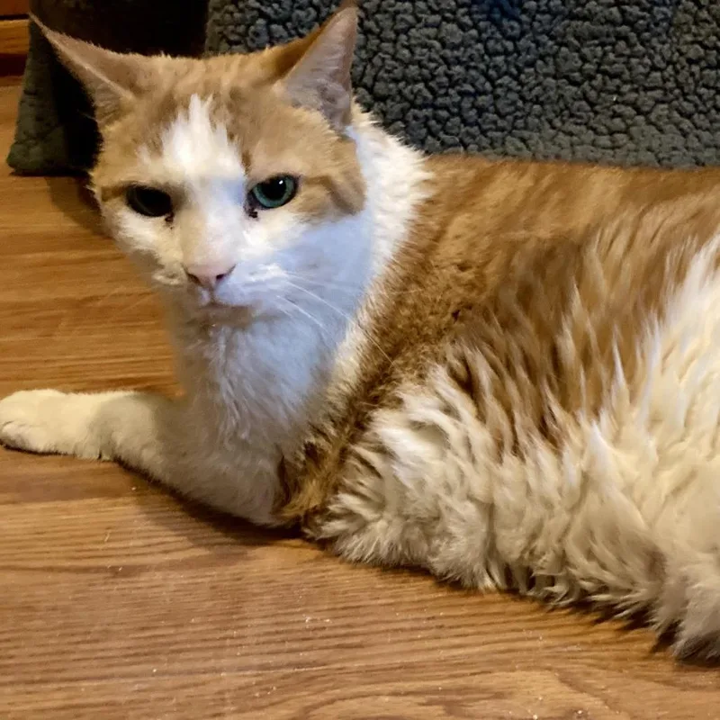 Chipotle thumbnail 5