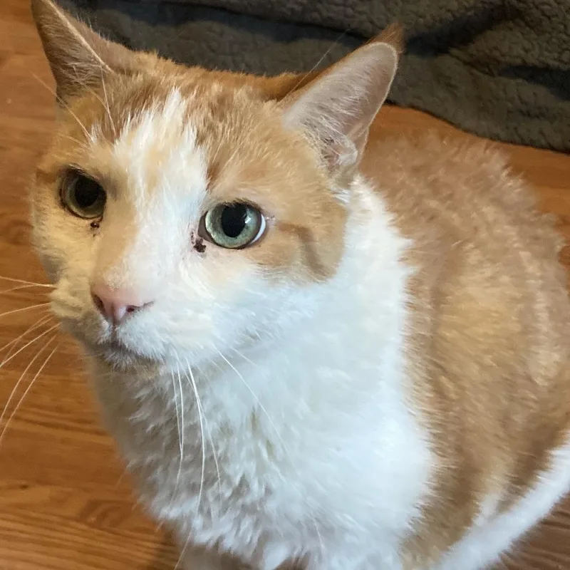 Chipotle thumbnail 6