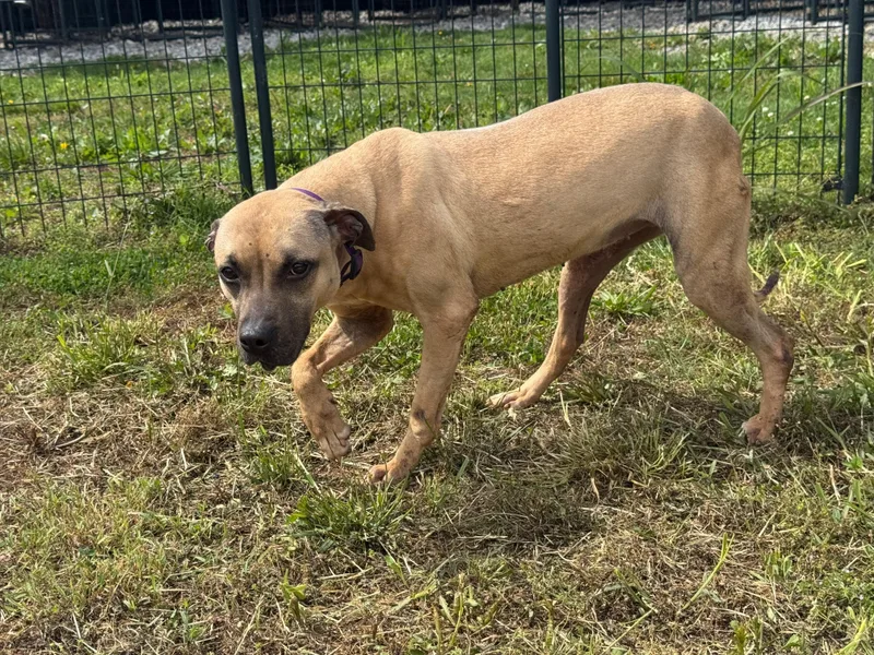 An adult medium-sized female Apricot / Beige Mixed Breed dog named Darcy for adoption in PHILADELPHIA, TN