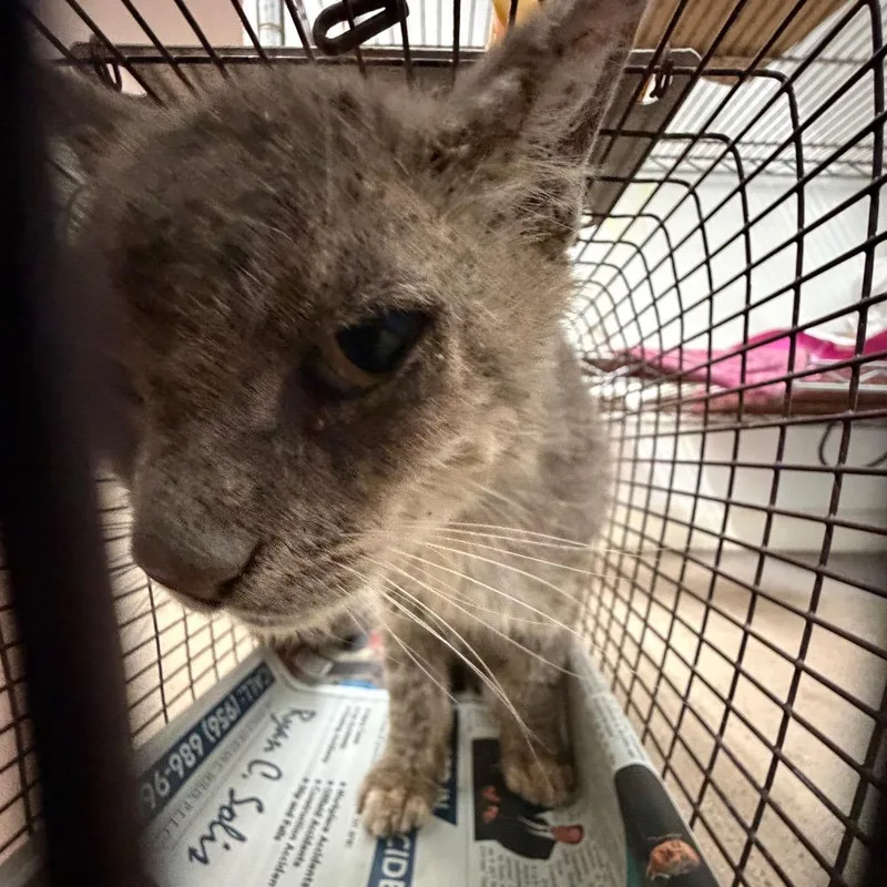 An adult medium-sized male Domestic Short Hair cat named Mister Sir for adoption in Edinburg, TX