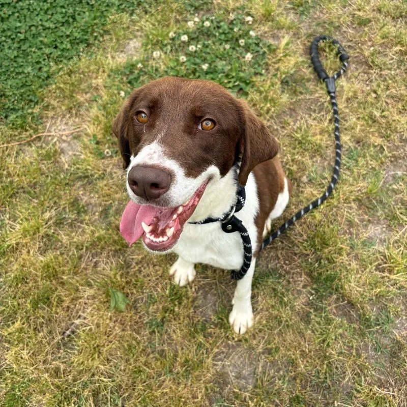 A young medium-sized female Brown / Chocolate Australian Shepherd dog named Penelope for adoption in Chesapeake, VA
